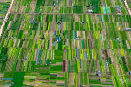 Khách Tây trồng rau sạch tại ngôi làng hơn 400 năm tuổi ở Hội An