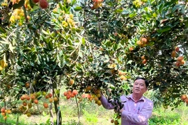 Loại trái cây này ở Vĩnh Long, cây thấp tè mà quả la liệt