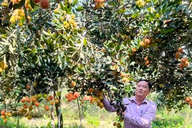 Loại trái cây này ở Vĩnh Long, cây thấp tè mà quả la liệt