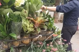 Cách ly chống dịch: Thêm một nghề doanh thu tăng vọt