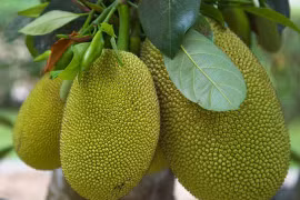 Trồng cây trước nhà: 6 cây mang xui xẻo, 3 cây mang bình an