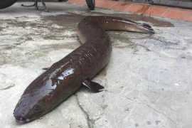 Lão nông thu tiền tỷ nhờ nuôi con thủy quái 