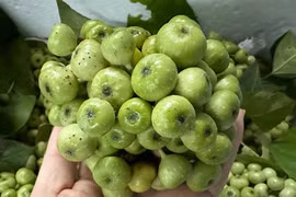 Loại quả thôn quê rẻ bèo, nay ở chợ Tết thành hàng đắt đỏ 