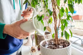 5 sai lầm rất nhiều người mắc khi trồng cây trong nhà