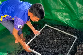 Ở Kon Tum, dân nuôi lươn dày đặc, bán thu tiền quanh năm