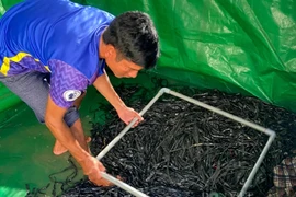 Ở Kon Tum, dân nuôi lươn dày đặc, bán thu tiền quanh năm