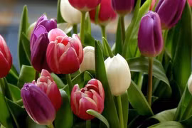 Người sinh vào 4 ngày Âm lịch này hậu vận hưởng quả ngọt