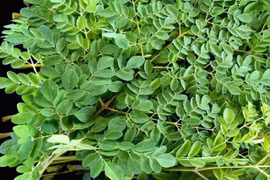 Loại rau giàu canxi gấp 4 lần sữa, vitamin C gấp 7 lần cam