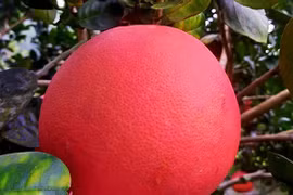 Bưởi đỏ 'tiến vua' giá tiền triệu nay thành hàng bình dân