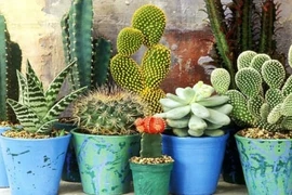 3 loại cây rước vào nhà là hỏng chuyện, 2 loại cây mang vượng khí