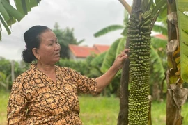 Buồng chuối khủng ở Quảng Ngãi "đẻ" hơn 100 nải vẫn chưa dừng lại