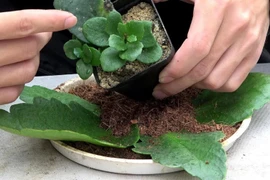 Loại hoa cứ ngắt lá vùi vào đất là sống, gọi lộc vào nhà