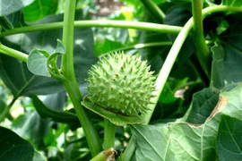 Loại quả bắt mắt nhưng cực độc, nhiều người lầm tưởng bổ cơ thể