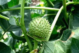 Loại quả bắt mắt nhưng cực độc, nhiều người lầm tưởng bổ cơ thể