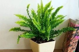 Loại "thảo mộc hút khí độc" rất phù hợp cho căn bếp của bạn