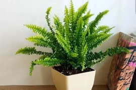 Loại "thảo mộc hút khí độc" rất phù hợp cho căn bếp của bạn