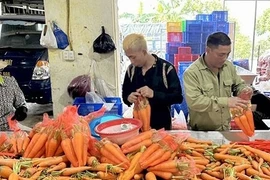 HTX Hải Dương bán 20 tấn cà rốt sang Hàn Quốc, Nhật Bản