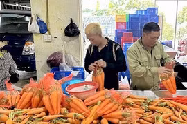 HTX Hải Dương bán 20 tấn cà rốt sang Hàn Quốc, Nhật Bản