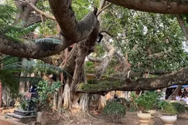 Ngỡ ngàng cây đa cổ thụ 13 gốc lớn nhất Việt Nam
