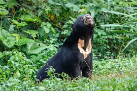 Khám phá bí mật về loài gấu chó 