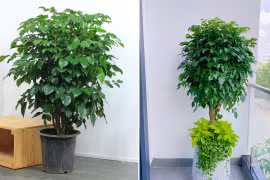 Trồng cây hạnh phúc muốn hút tài lộc nên đặt ở vị trí nào?