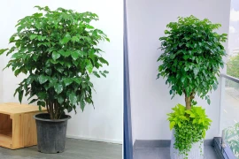 Trồng cây hạnh phúc muốn hút tài lộc nên đặt ở vị trí nào?