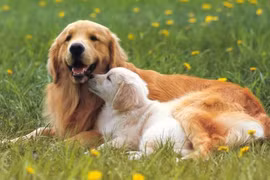 3 con giáp này con đường kiếm tiền không thể ngăn cản