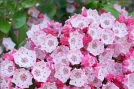 Loài hoa đẹp kiêu sa nhưng chứa chất độc gây chết người 