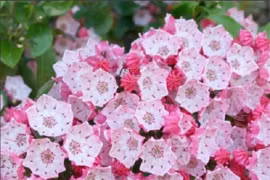 Loài hoa đẹp kiêu sa nhưng chứa chất độc gây chết người 