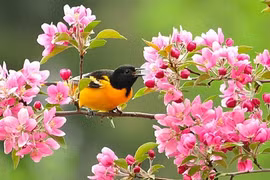 Từ giữa tháng 12 Âm lịch, 4 con giáp đón vận may 