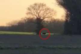 Đi chơi ở vùng nông thôn, người phụ nữ phát hiện "quái thú bí ẩn"