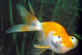 Kỳ lạ loài cá vàng có đôi mắt hướng thiên