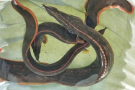 Cá chạch lửa quý hiếm ở miền Tây, giá bán hơn 1 triệu/kg