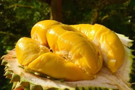 Gần 1 triệu một ký cơm sầu riêng, nhà giàu Việt mới dám ăn