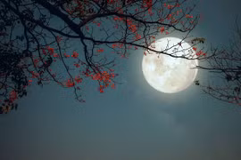 4 con giáp rời xa vất vả, mọi sự tốt lành