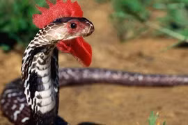 Sinh vật bí ẩn nào trên trái đất mà con người chưa từng tiếp xúc?