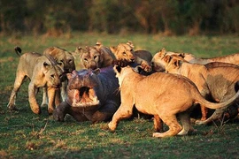 Video: Hà mã đối đầu hàng chục con sư tử, cái kết bất ngờ