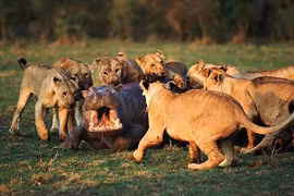 Video: Hà mã đối đầu hàng chục con sư tử, cái kết bất ngờ