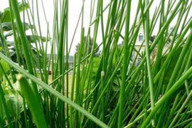 Cỏ dại mọc đầy ruộng giờ thành đặc sản dân hái bán hốt bạc