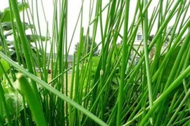 Cỏ dại mọc đầy ruộng giờ thành đặc sản dân hái bán hốt bạc