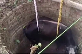Con bò đực khổng lồ được giải cứu khỏi giếng sâu