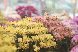 Chiêm ngưỡng lan hồ điệp rực rỡ vỉa hè Thủ đô 'đón' Tết