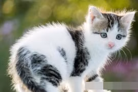 Nếu mèo của bạn có triệu chứng này, hãy tẩy giun ngay