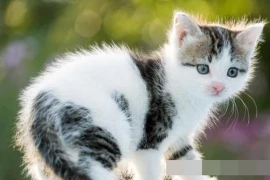 Nếu mèo của bạn có triệu chứng này, hãy tẩy giun ngay