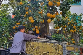 Cây bưởi hơn 50 năm tuổi, khách thuê 80 triệu chủ vườn chưa đồng ý