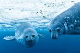 Nước biển nhiều muối, động vật biển uống nước ngọt bằng cách nào? 