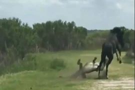 Ngựa đực nhận “cái kết” khó tin khi liều lĩnh đá cá sấu 