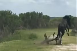 Ngựa đực nhận “cái kết” khó tin khi liều lĩnh đá cá sấu 