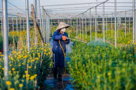 Làng hoa Dương Sơn tất bật vào vụ Tết