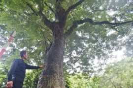 Cây sưa hơn 100 tuổi ở HN: Giá 60 tỷ nhưng không bán 